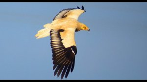 Стервятник (Neophron percnopterus) - Egyptian Vulture