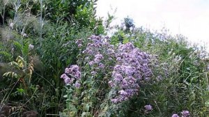 Wild Marjoram