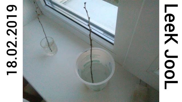 Как из ветки вишни вырастить дерево? смотреть онлайн