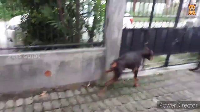 Doberman Pinscher | Facts | Doberman| All about Dobermans | Pets Guide | Information | Tamil Review смотреть онлайн