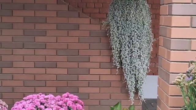 осенний сад патио#осеннийсад#мультифлора #гортензия