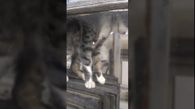 КОТОКОНЬ СТАВРОПОЛЬСКИЙ смотреть онлайн