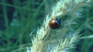 Божья коровка (Coccinellidae) [футаж]