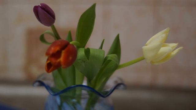 Тюльпаны к празднику 8 марта смотреть онлайн