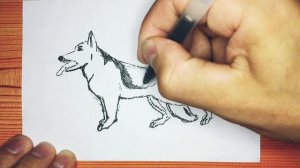 Как нарисовать немецкую овчарку