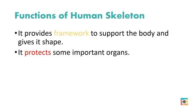 BONES AND THE SKELETON | SCIENCE | GRADE 4 | The Study Pod смотреть онлайн