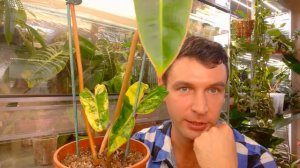 5 Самых дорогих филодендронов в моей коллекции