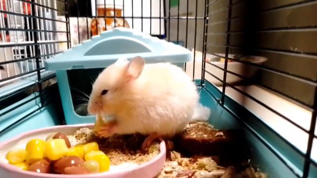 хомяк  ОЧЕНЬ ОБЪЕЛСЯ И СКОРО ЛОПНЕТ(((((((((( обязательно)))))))))!!