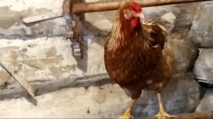 Потомство кроссовых кур и помесного петуха. Я довольна!
