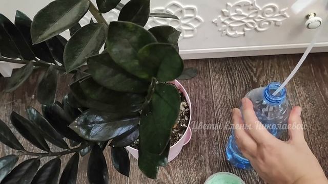 СРОЧНО ОСЕНЬЮ! РАЗБУДИТЕ ЗАМИОКУЛЬКАС и Он БЕШЕНО Пойдет в РОСТ! 2 СУПЕР Подкормки для ЗАМИОКУЛЬКАС смотреть онлайн