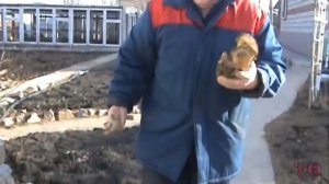 СОЧНЫЙ ШАШЛЫК ИЗ СВИНИНЫ НА СЫВОРОТКЕ. КАК ЗАМАРИНОВАТЬ ШАШЛЫК