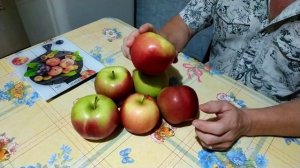 Яблоня "Лигол" сентябрь 2020. Волгоградская область.