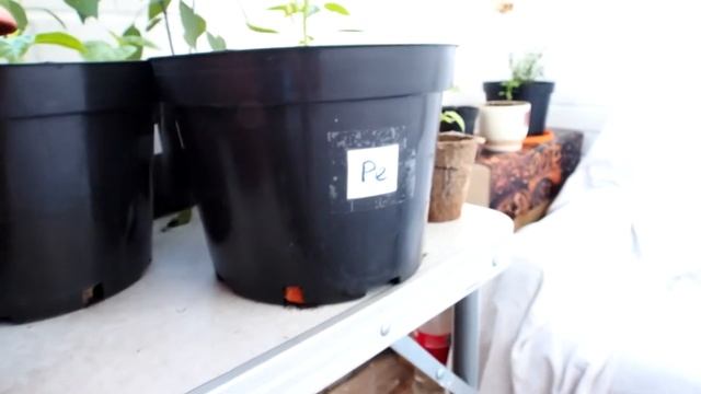 Как вырастить жгучий перец дома? Часть 12. Peter Pepper Red и Trinidad scorpion растут вовсю!
