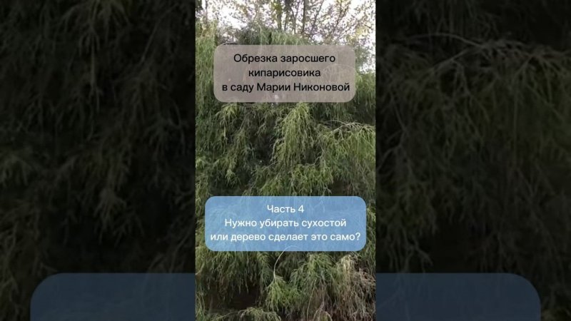 Обрезка заросшего кипарисовика в саду Марии Никоновой. Часть 4. Нужно ли убирать сухостой?