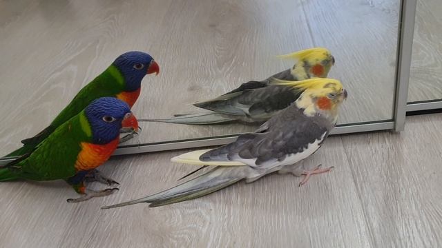 Мои попугайчики тащатся от пылесоса ПылеСПА смотреть онлайн