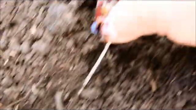 Размножение жимолости. Жизнь в деревне смотреть онлайн