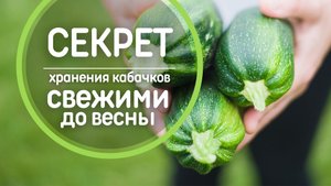 Как я сохраняю кабачки свежими до весны ?  Делюсь своими секретами. СУПЕР способы хранения.