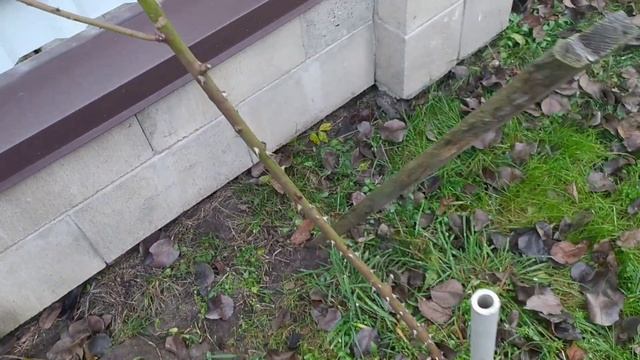 Штамбовая роза к зиме готова. Укрытие землей. смотреть онлайн