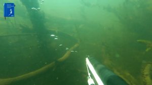 В поисках амура. Река Ахтуба. Июль 2021. Подводная охота.