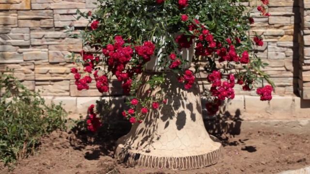 Роза момо смотреть онлайн