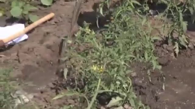 Позакореневе підживлення рослин