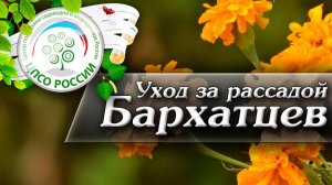 Когда подкормить рассаду бархатцев. Уход за сеянцами Бархатцев.