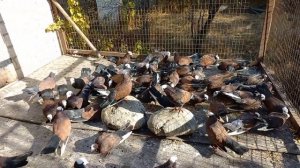 Продаются голуби редкой породы (кофейные сороки)