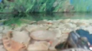 КРАСНОУХАЯ ЧЕРЕПАХА - ВЫ ТОЧНО ХОТИТЕ КУПИТЬ СЕБЕ ЧЕРЕПАШКУ? l ОБЩИЕ СВЕДЕНИЯ, ВПЕЧАТЛЕНИЯ (SO HARD