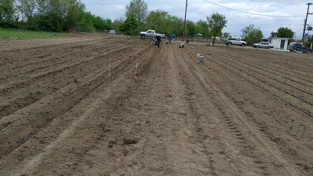 Посадка семян грецкого ореха
