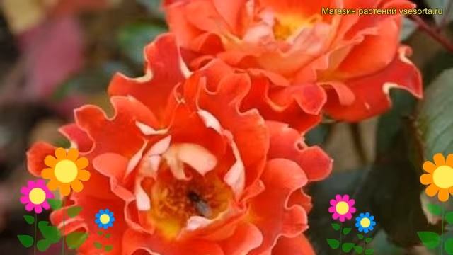 Роза флорибунда Шолокод Руффлес. Краткий обзор, описание характеристик Chocolate Ruffles смотреть онлайн