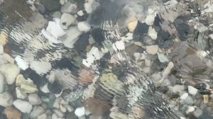 Медузы в море в Абхазии Старая Гагра #абхазия #море