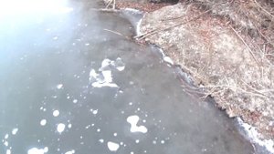 Где зимуют черепахи?