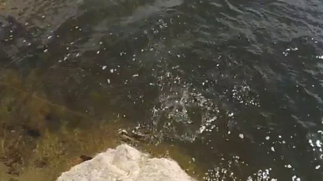 РЫБАЛКА В НОВЫХ МЕСТАХ! #казахстан |Денисовка| #рыбалкавказахстане смотреть онлайн