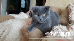 Шотландский Вислоухий Котенок от 2 до 12 месяцев за 11 минут