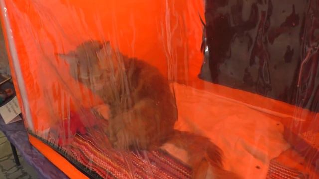 Кошки!!! Выставка кошек!!! Огромный рыжий котище!!! смотреть онлайн