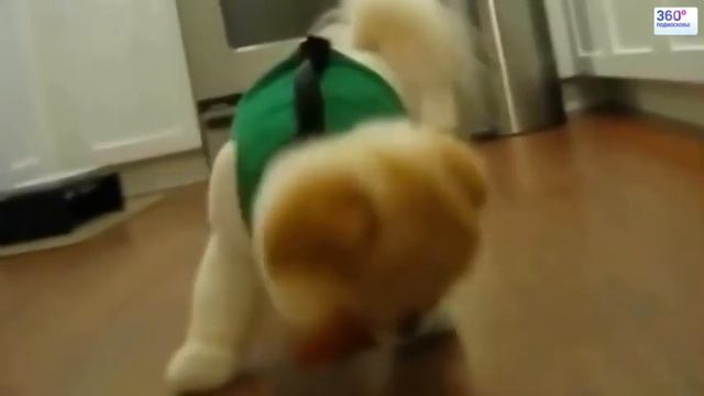 Рейтинг самых милых и популярных животных покоривших интернет смотреть онлайн