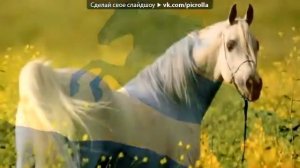 «Разные фото лошадей» под музыку ♥ Восточная музыка♥    Турецкая  Picrolla