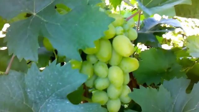 СОРТ винограда подарок запорожью смотреть онлайн