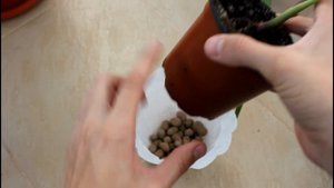 Вашингтония робуста. Пересадка..__Валентина Земскова.