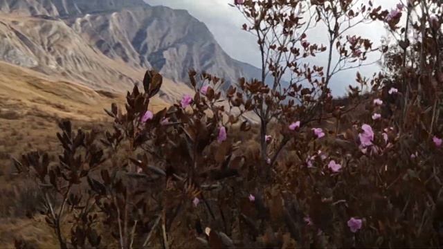 Чудо природы! Осеннее цветение в горах смотреть онлайн