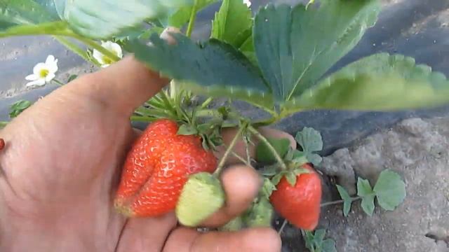 Очень вкусний сорт клубники - Мармолада смотреть онлайн