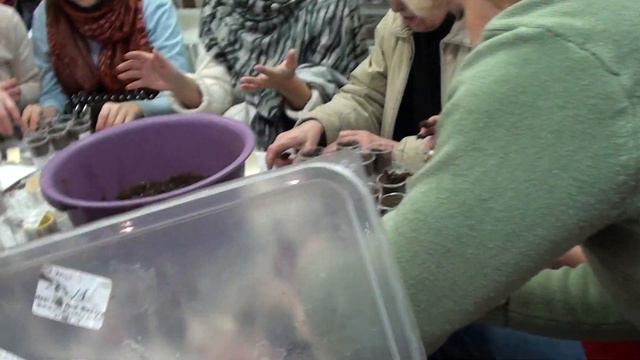 Рассадка сеянцев стрептокарпусов 15 янв 2011, ч. 1 смотреть онлайн