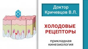 Прикладная кинезиология холодовые рецепторы