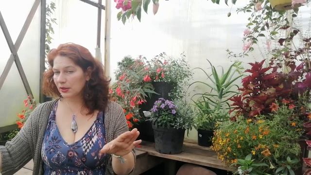 Адаптация голландских растений