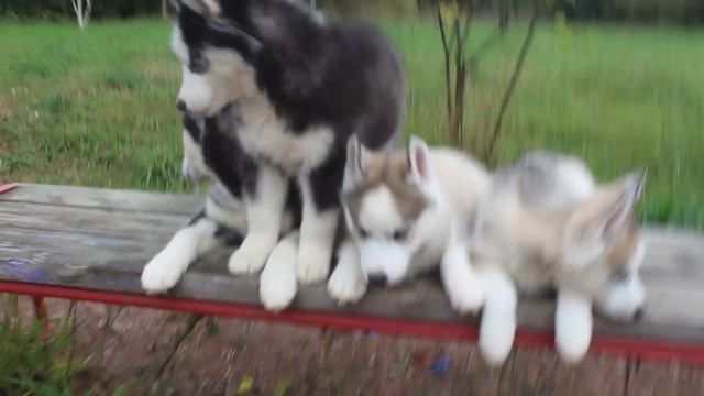 Щенки Хаски смотреть онлайн