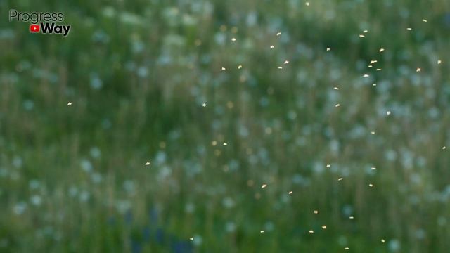 Не Слушайте Никого! Обязательно Посолите Почву в Октябре и Она Вас Отблагодарит Весной!