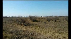 Козы:после окота сбавляет молоко (ответы)