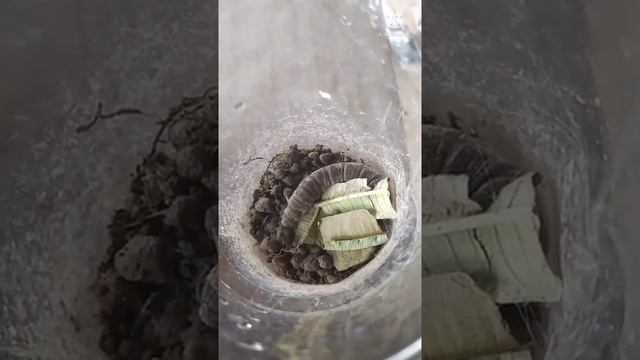 От гусеницы до бабочки. Винный бражник.