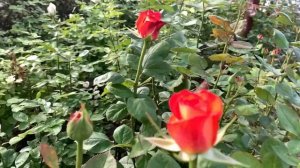 Чайно-гибридная роза Оранж Мэйджик