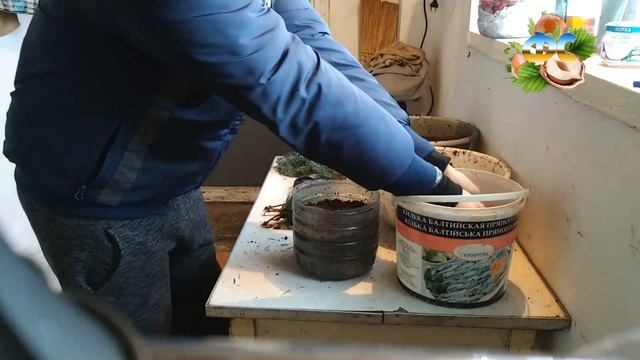 РАЗМНОЖЕНИЕ ГОЛУБОЙ ЕЛИ! РАЗМНОЖЕНИЯ ГОЛУБОЙ ЕЛИ ДОМА! смотреть онлайн